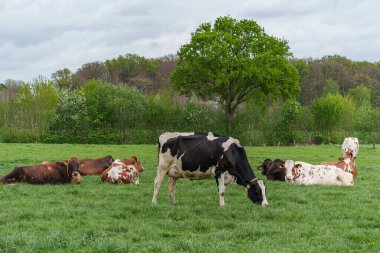 Alman muensterland 'inde bir çayırda bir sürü inek