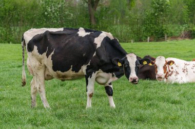 Alman muensterland 'inde bir çayırda bir sürü inek