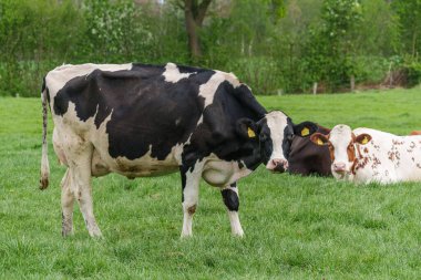 Alman muensterland 'inde bir çayırda bir sürü inek