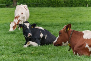 Alman muensterland 'inde bir çayırda bir sürü inek