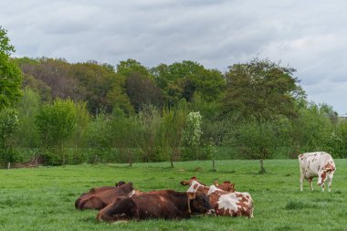 Alman muensterland 'inde bir çayırda bir sürü inek