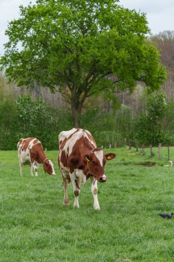 Alman muensterland 'inde bir çayırda bir sürü inek
