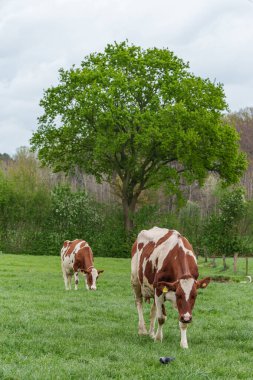 Alman muensterland 'inde bir çayırda bir sürü inek