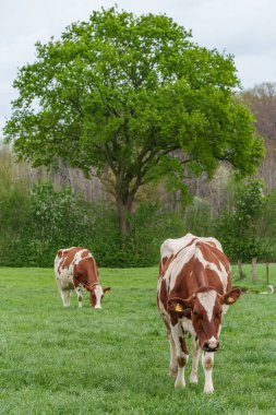 Alman muensterland 'inde bir çayırda bir sürü inek