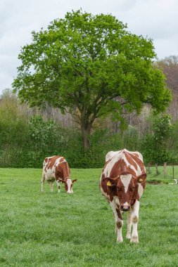 Alman muensterland 'inde bir çayırda bir sürü inek