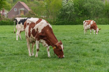 Alman muensterland 'inde bir çayırda bir sürü inek