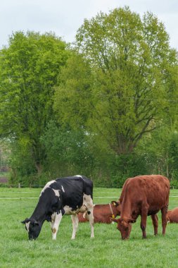 Alman muensterland 'inde bir çayırda bir sürü inek