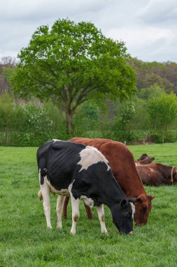 Alman muensterland 'inde bir çayırda bir sürü inek