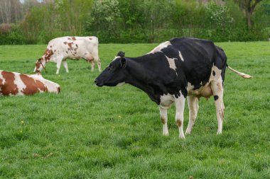 Alman muensterland 'inde bir çayırda bir sürü inek