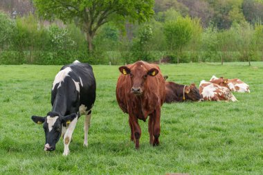 Alman muensterland 'inde bir çayırda bir sürü inek