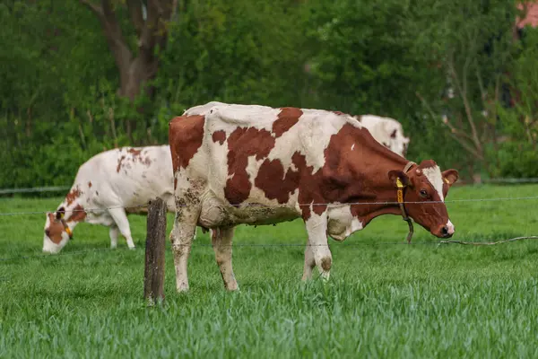 Alman muensterland 'inde bir çayırda bir sürü inek