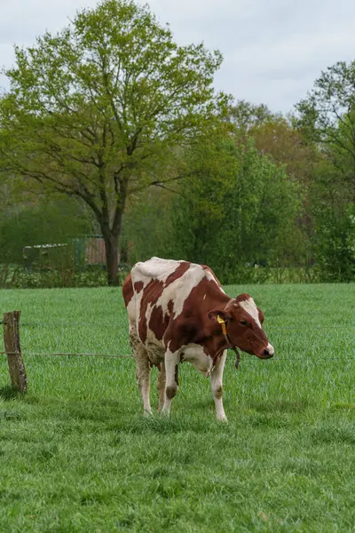 Alman muensterland 'inde bir çayırda bir sürü inek