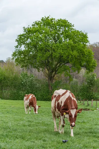 Alman muensterland 'inde bir çayırda bir sürü inek