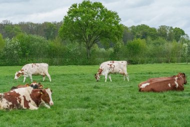 Alman muensterland 'inde bir çayırda bir sürü inek