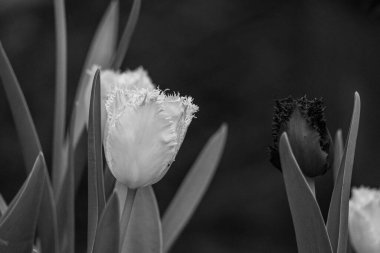 Almanya 'da birçok çiçekle bahar geldi.