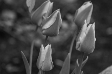 Almanya 'da birçok çiçekle bahar geldi.