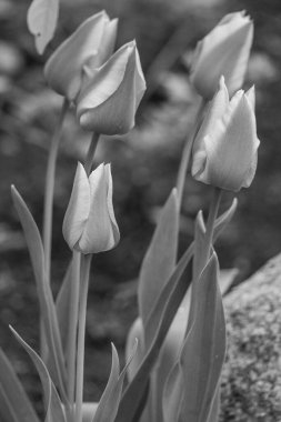 Almanya 'da birçok çiçekle bahar geldi.