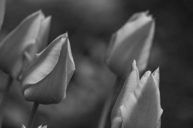 Almanya 'da birçok çiçekle bahar geldi.