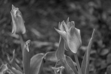 Almanya 'da birçok çiçekle bahar geldi.