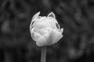 Almanya 'da birçok çiçekle bahar geldi.