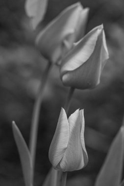 Almanya 'da birçok çiçekle bahar geldi.