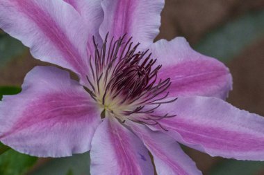 Almanya 'da birçok çiçekle bahar geldi.