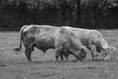 İlkbahar zamanı Alman muensterland 'inde inekler
