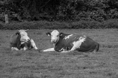 İlkbahar zamanı Alman muensterland 'inde inekler