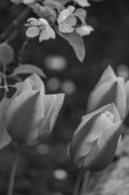 İlkbahar zamanı Alman muensterland 'inde inekler