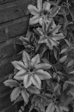 İlkbahar zamanı Alman muensterland 'inde inekler