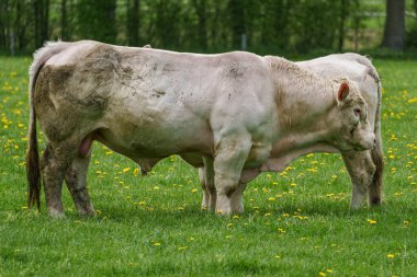 Alman Muensterland 'inde bahar geldi.