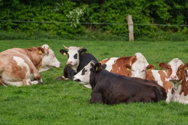 Alman Muensterland 'inde bahar geldi.