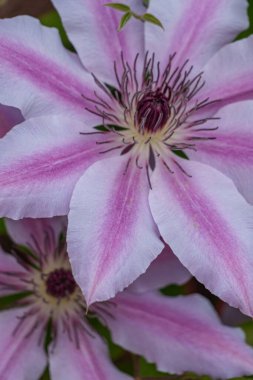 Alman Muensterland 'inde bahar geldi.