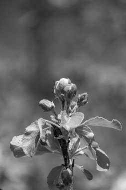 Alman Muensterland 'inde bahar geldi.
