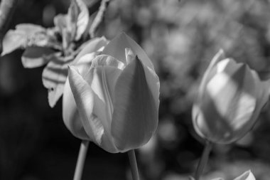 Alman Muensterland 'inde bahar geldi.
