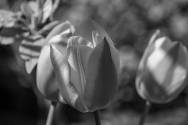 Alman Muensterland 'inde bahar geldi.