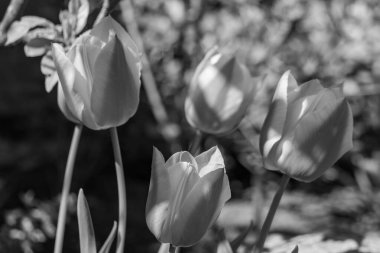 Alman Muensterland 'inde bahar geldi.