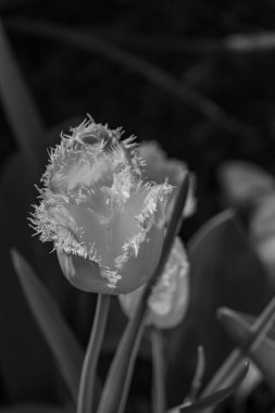 Alman Muensterland 'inde bahar geldi.