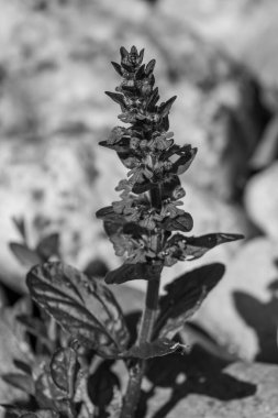 Alman Muensterland 'inde bahar geldi.