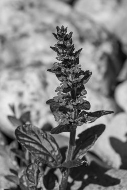 Alman Muensterland 'inde bahar geldi.