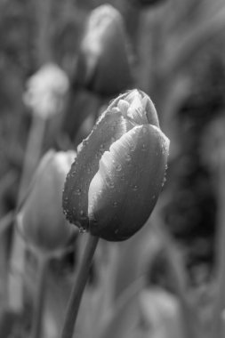 Alman Muensterland 'inde bahar geldi.