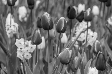 Alman Muensterland 'inde bahar geldi.