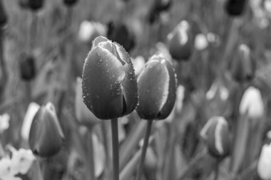 Alman Muensterland 'inde bahar geldi.