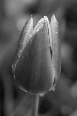 Alman Muensterland 'inde bahar geldi.