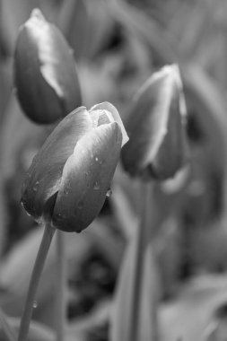 Alman Muensterland 'inde bahar geldi.