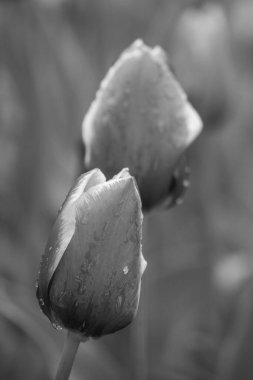 Alman Muensterland 'inde bahar geldi.