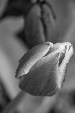 Alman Muensterland 'inde bahar geldi.