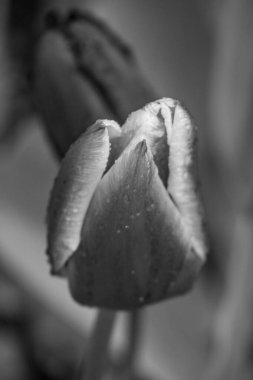 Alman Muensterland 'inde bahar geldi.