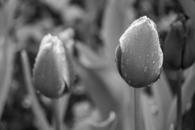 Alman Muensterland 'inde bahar geldi.