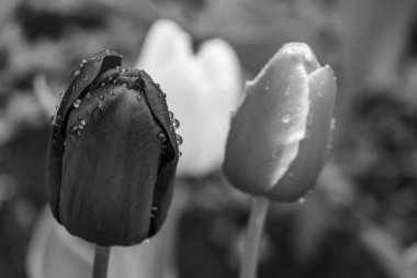 Alman Muensterland 'inde bahar geldi.